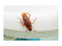 Indoor-pest-control-services