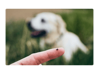 Flea and tick prevention services