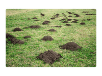 Mole Removal Services